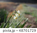 朝露晩水仙 48701729