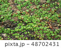 奄美大島宇検村名柄2018年8月_9 48702431