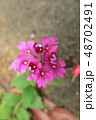 花　奄美大島宇検村須古2018年8月 48702491
