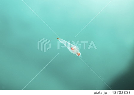 クリオネ 48702853