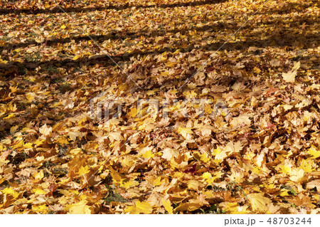 fallen leaves. fallen leaves. 48703244