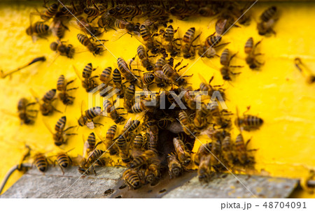 bees and beehive bees and beehive 48704091