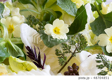 Detail of a salad with primula, nipplewort Detail of a salad with primula, nipplewort 48704851