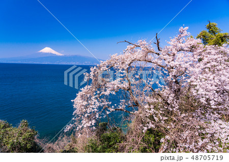 （静岡県）桜咲く伊豆の海岸から、海越しの富士山 48705719