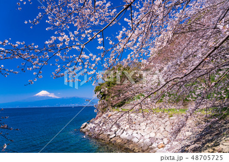 （静岡県）桜咲く伊豆の海岸から、海越しの富士山 48705725