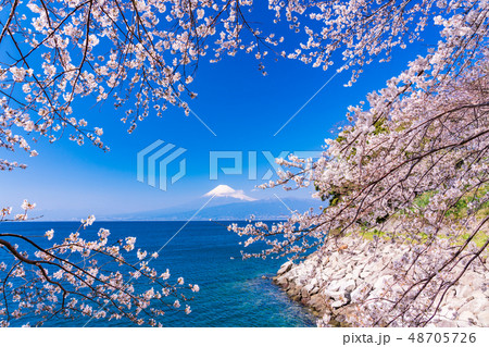 (静岡県)桜咲く伊豆の海岸から、海越しの富士山 (静岡県)桜咲く伊豆の海岸から、海越しの富士山 48705726