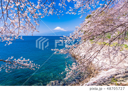 (静岡県)桜咲く伊豆の海岸から、海越しの富士山 (静岡県)桜咲く伊豆の海岸から、海越しの富士山 48705727