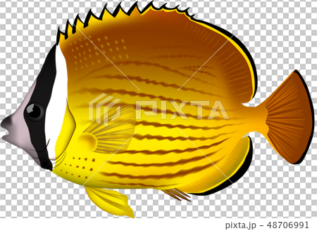 蝴蝶例證eps傳染媒介 蝴蝶例證eps傳染媒介 48706991