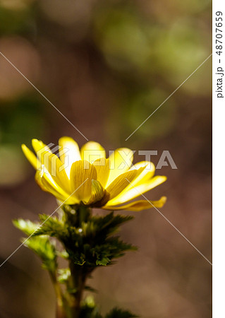 フクジュソウ 48707659