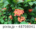 奄美大島住用町_市2018年8月_3 48708041