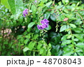 奄美大島住用町_市2018年8月_5 48708043