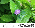 奄美大島住用町_市2018年8月_7 48708045