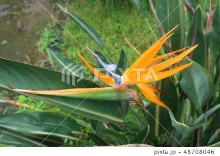 奄美大島住用町_マングローブ2018年8月 奄美大島住用町_マングローブ2018年8月 48708046