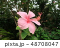 奄美大島住用町_山間2018年8月_1 48708047