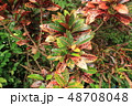 奄美大島住用町_山間2018年8月_2 48708048