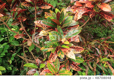 奄美大島住用町_山間2018年8月_2 48708048