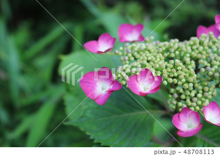 ガクアジサイ 48708113