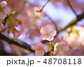 春　桜 48708118