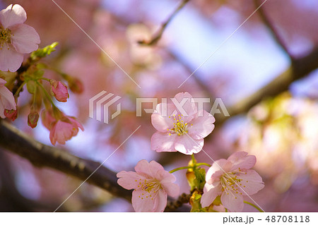 春　桜 48708118