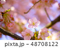 春　桜 48708122