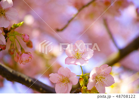 春　桜 48708122
