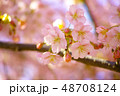 春　桜 48708124