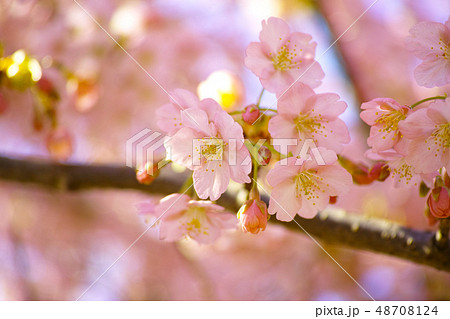 春　桜 48708124