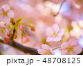 春　桜 48708125
