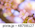 春　桜 48708127