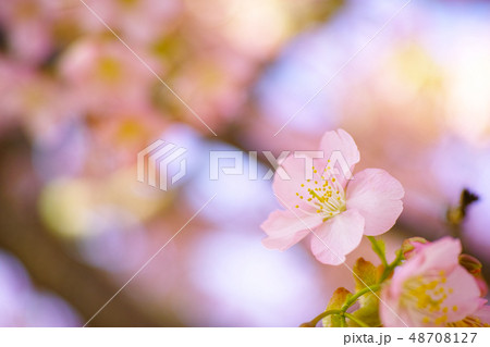 春　桜 48708127