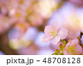 春　桜 48708128