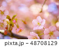 春　桜 48708129