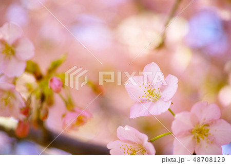 春　桜 48708129
