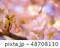 春　桜 48708130