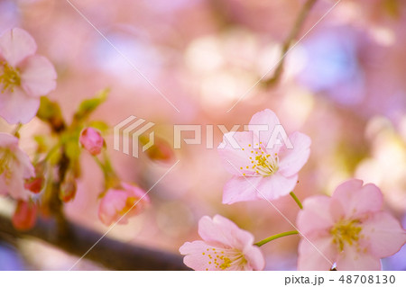 春　桜 48708130