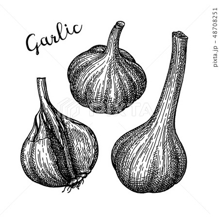 Ink sketch of garlic. 48708251
