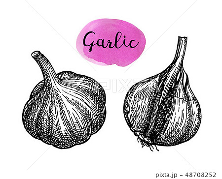 Ink sketch of garlic. Ink sketch of garlic. 48708252