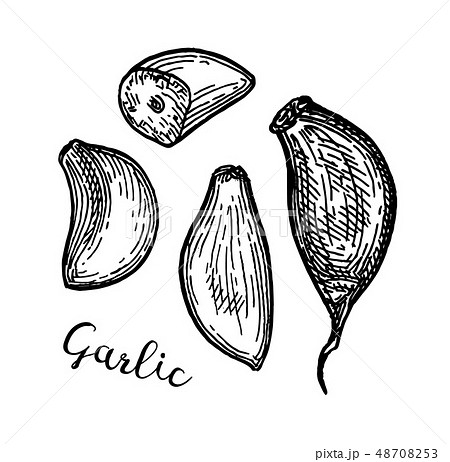 Ink sketch of garlic. 48708253