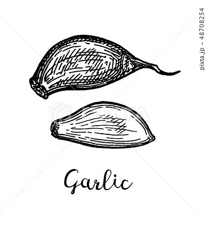 Ink sketch of garlic. 48708254
