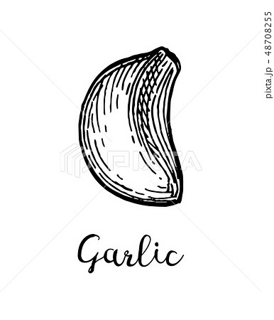 Ink sketch of garlic. 48708255