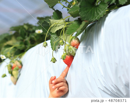 いちご いちご狩り 子供 指差し イメージ 48708371