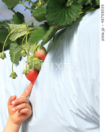 いちご いちご狩り 子供 指差し イメージ いちご いちご狩り 子供 指差し イメージ 48709039