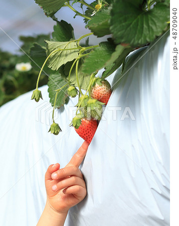 いちご いちご狩り 子供 指差し イメージ いちご いちご狩り 子供 指差し イメージ 48709040