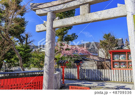 車折神社 河津桜 車折神社 河津桜 48709336