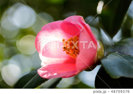 ツバキ・寿老庵 48709376