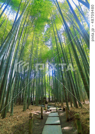 【神奈川県】報国寺の竹林 48709480