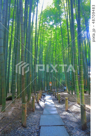 【神奈川県】報国寺の竹林 48709483
