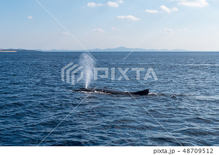 沖縄 ザトウクジラ 沖縄 ザトウクジラ 48709512