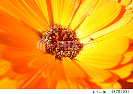 キンセンカ キンセンカ 48709655