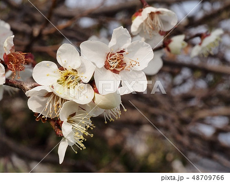 梅の花　白梅 48709766